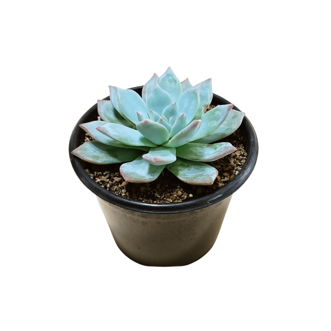Echeveria Blue Bird - Vivo Interior
