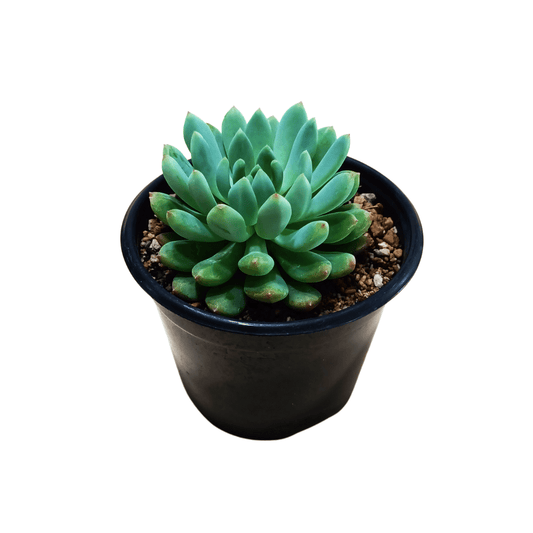 Echeveria Blue Elf - Vivo Interior