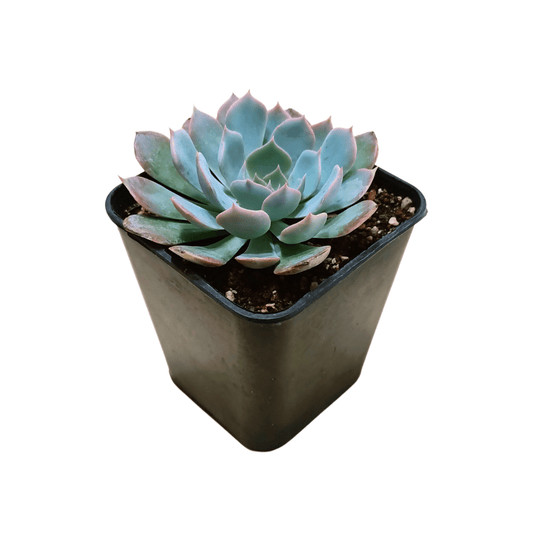 Echeveria Caribean - Vivo Interior