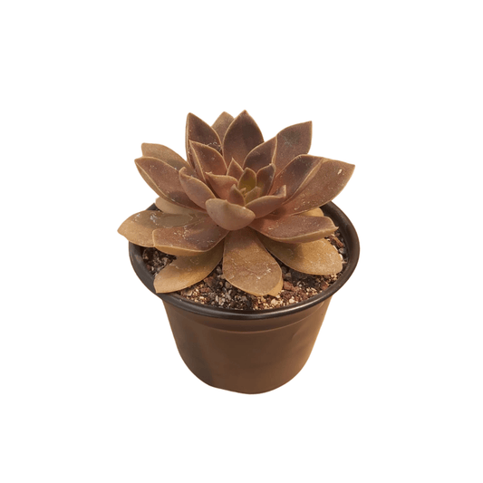 Echeveria Carnicolor - Vivo Interior