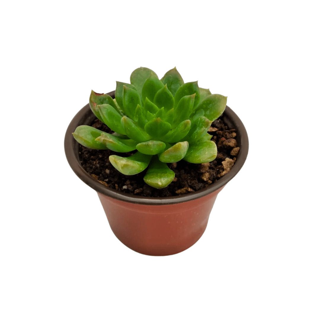 Echeveria Chilli Limón - Vivo Interior