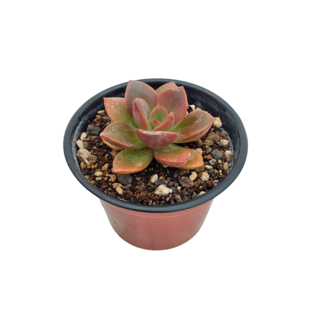 Echeveria Chroma - Vivo Interior