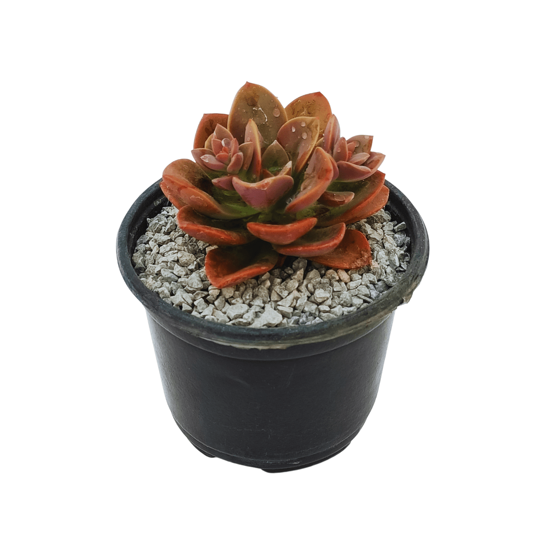 Echeveria Chroma - Vivo Interior
