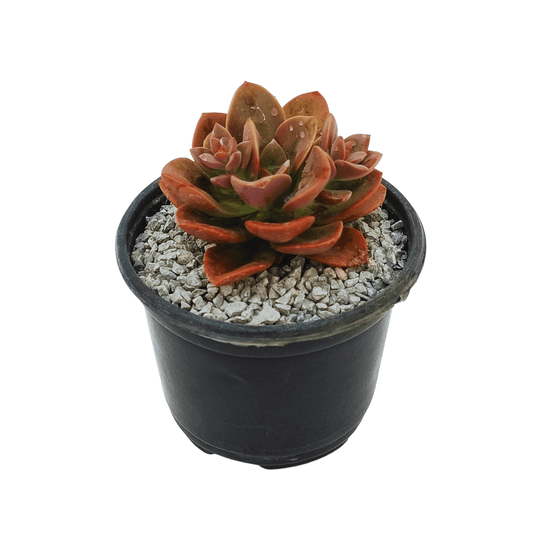 Echeveria Chroma - Vivo Interior