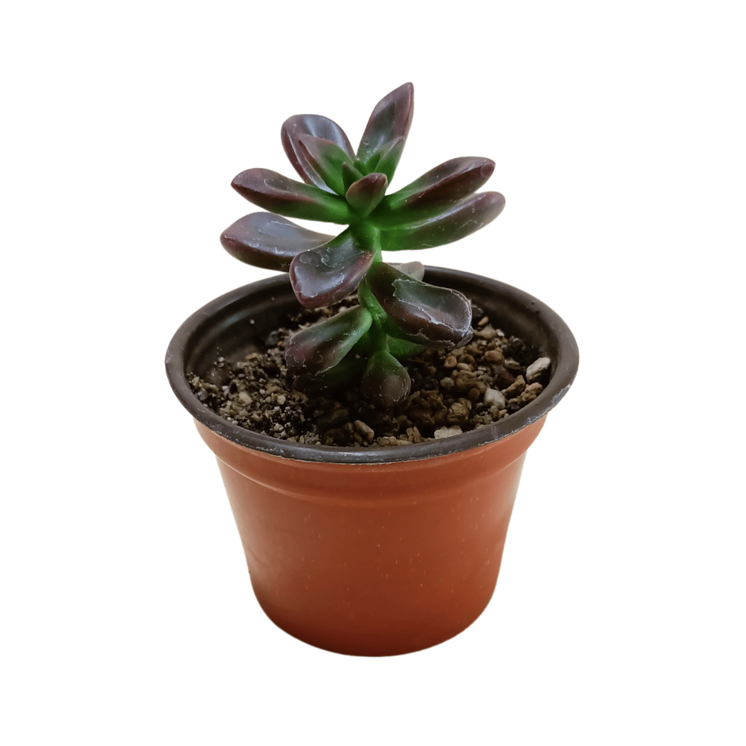 Echeveria Compressicaulis - Vivo Interior