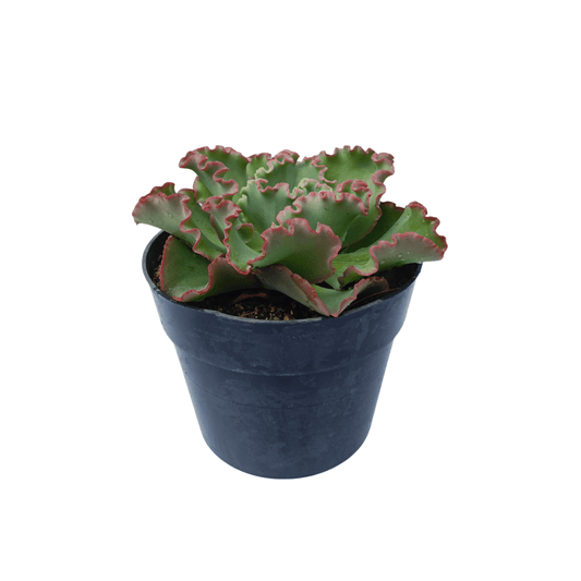 Echeveria Coral Reef Pink - Vivo Interior