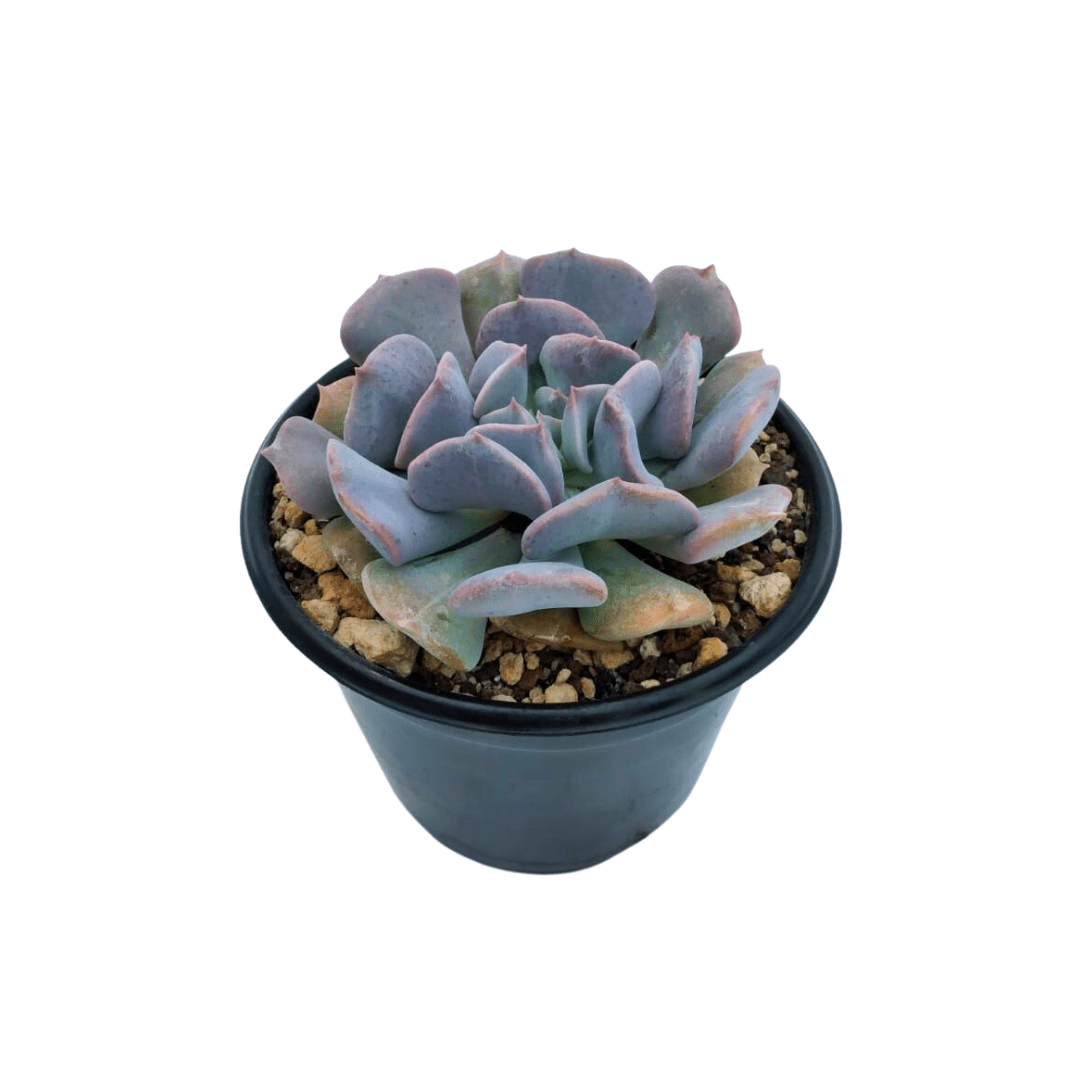 Echeveria Cubic Frost - Vivo Interior