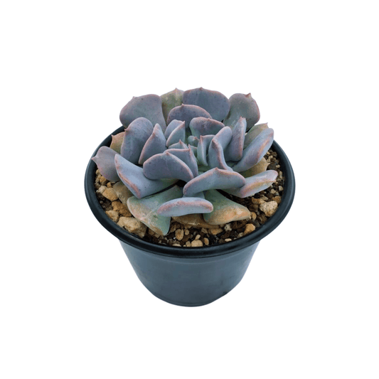 Echeveria Cubic Frost - Vivo Interior