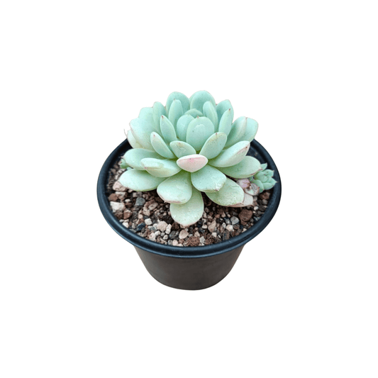 Echeveria Derenbergii - Vivo Interior