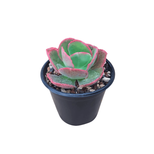 Echeveria Dick's Pink - Vivo Interior