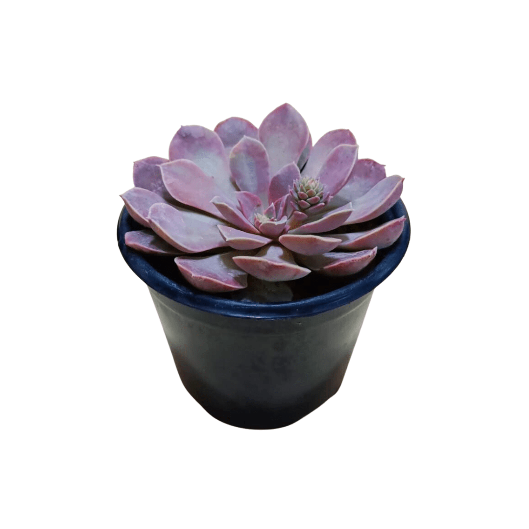 Echeveria Difractens - Vivo Interior