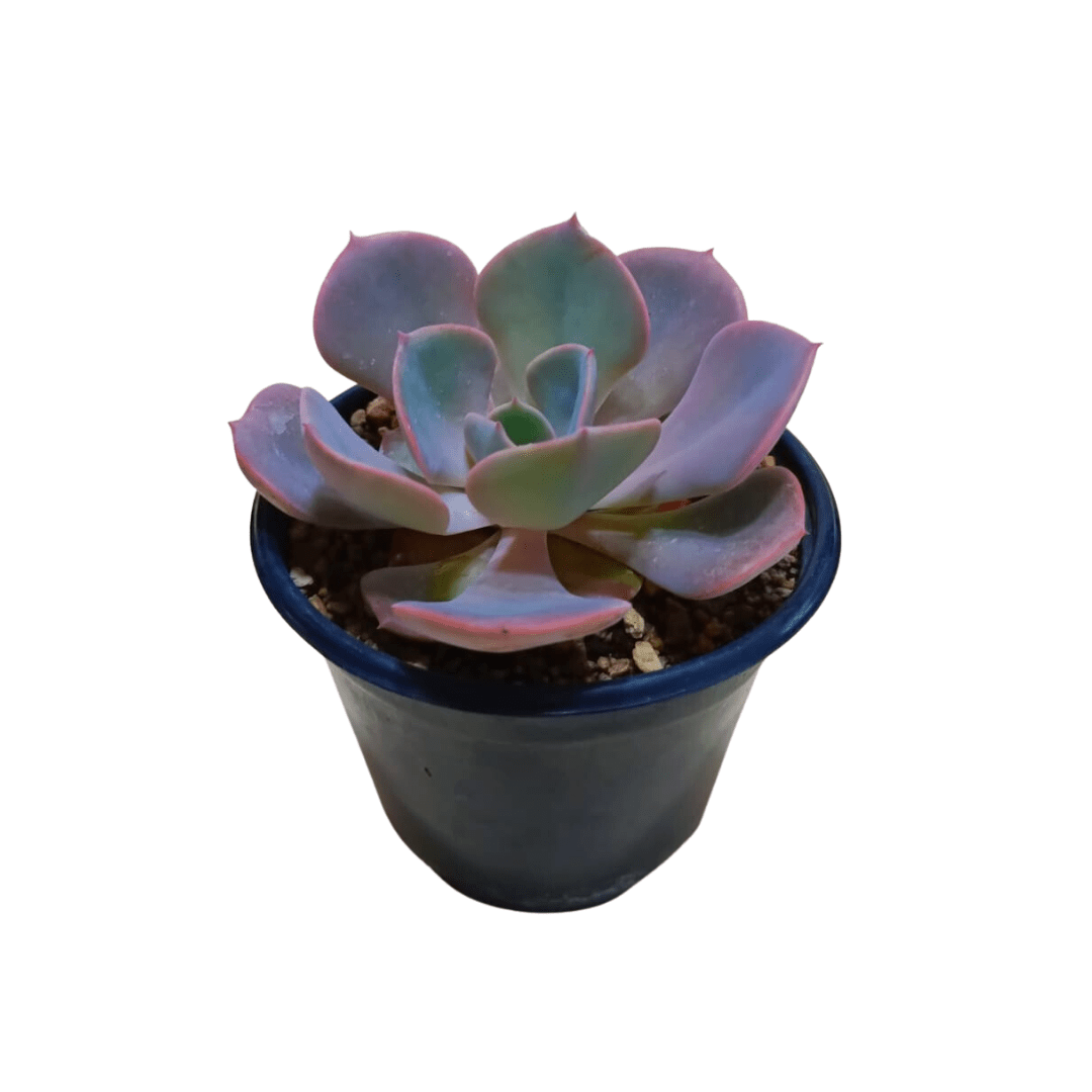 Echeveria Dusty Rose - Vivo Interior