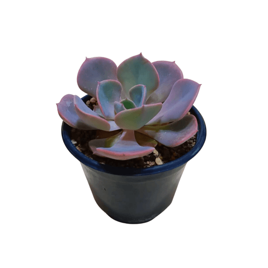 Echeveria Dusty Rose - Vivo Interior