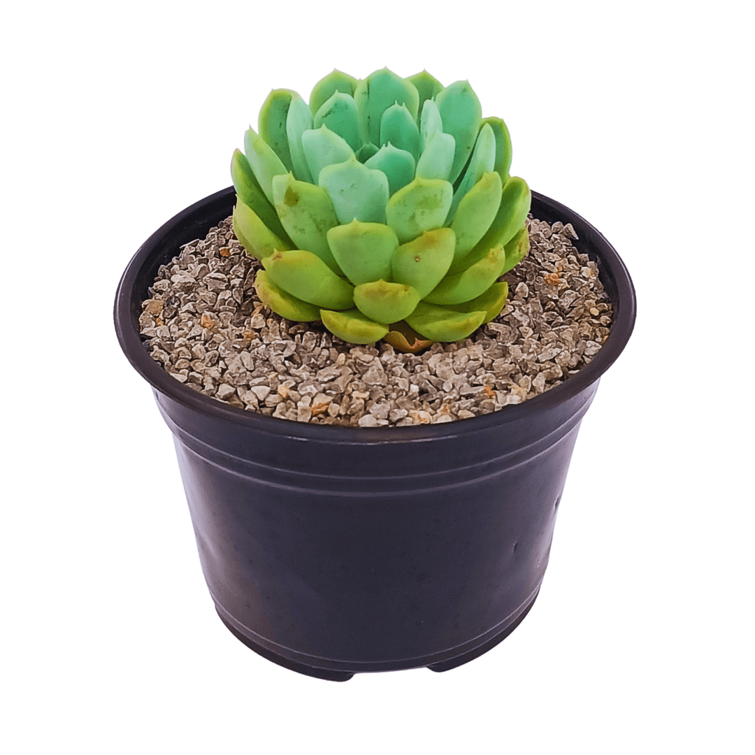 Echeveria Elegans - Vivo Interior