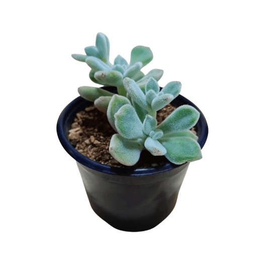 Echeveria Frosty - Vivo Interior