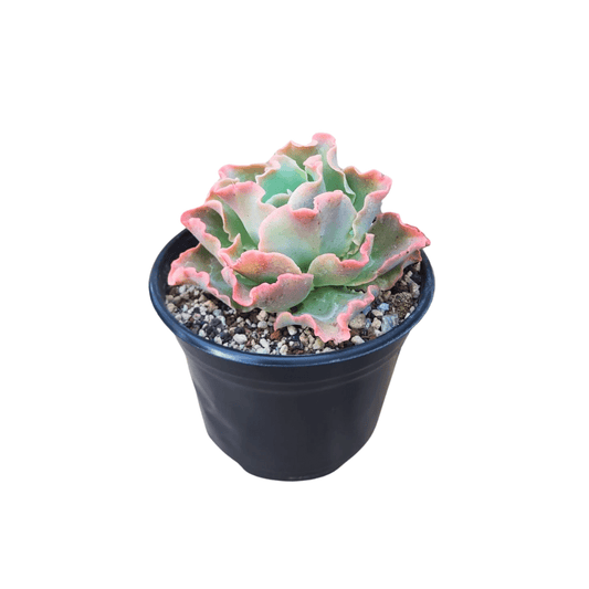 Echeveria Gigant Blue - Vivo Interior
