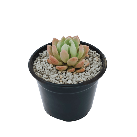 Echeveria Grey Red - Vivo Interior
