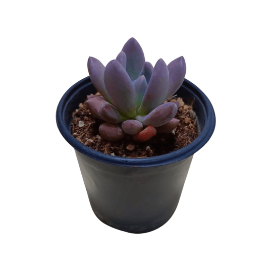 Echeveria Haagai Tolimanensis - Vivo Interior