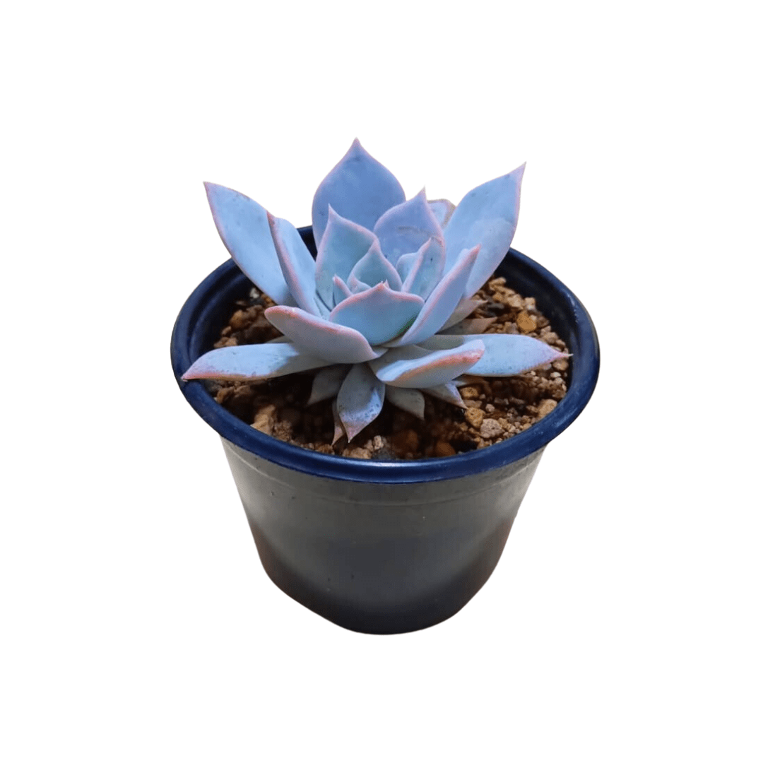 Echeveria Lady Gray - Vivo Interior
