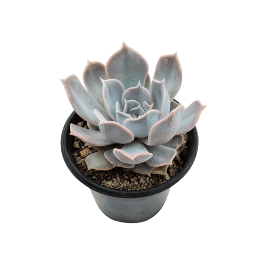 Echeveria Lilacina - Vivo Interior