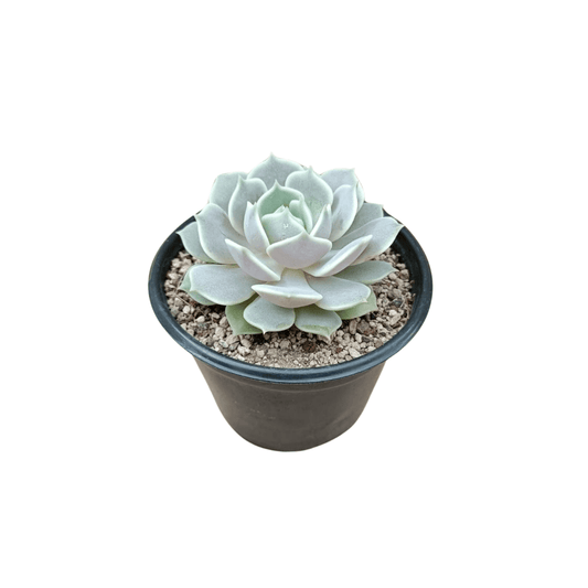 Echeveria Lola - Vivo Interior