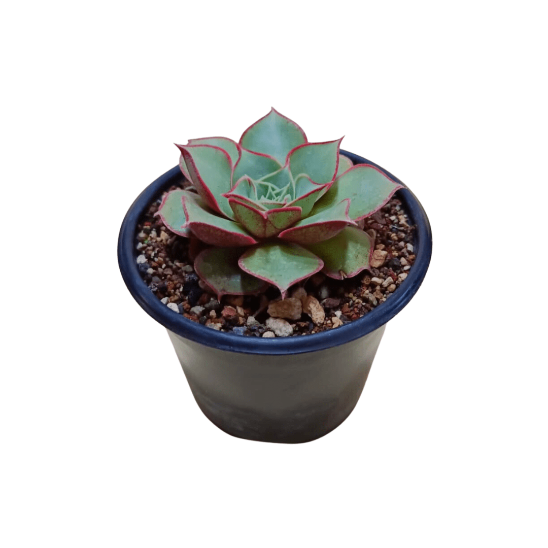 Echeveria Longissima - Vivo Interior