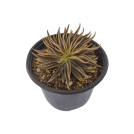 Echeveria Lutea - Vivo Interior