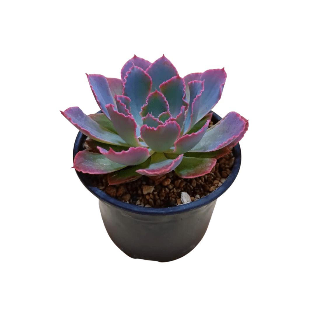 Echeveria Neon Breakers - Vivo Interior