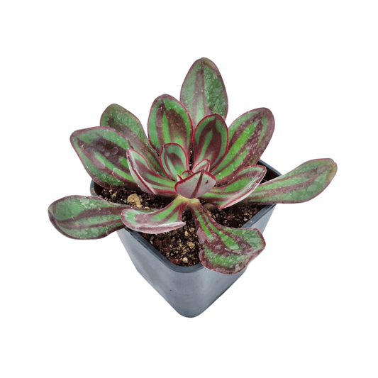 Echeveria Nodulosa - Vivo Interior