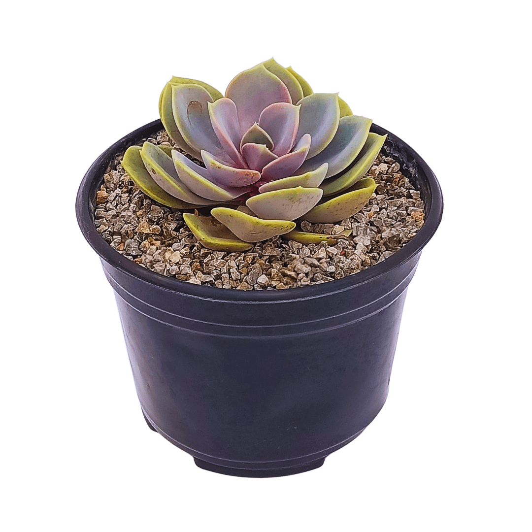 Echeveria Perle Von Nurnberg - Vivo Interior
