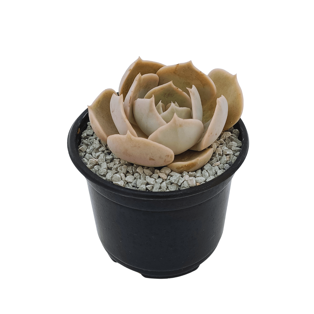 Echeveria Pollux - Vivo Interior