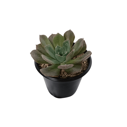 Echeveria Princess Blue - Vivo Interior