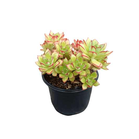 Echeveria Pringlei - Vivo Interior