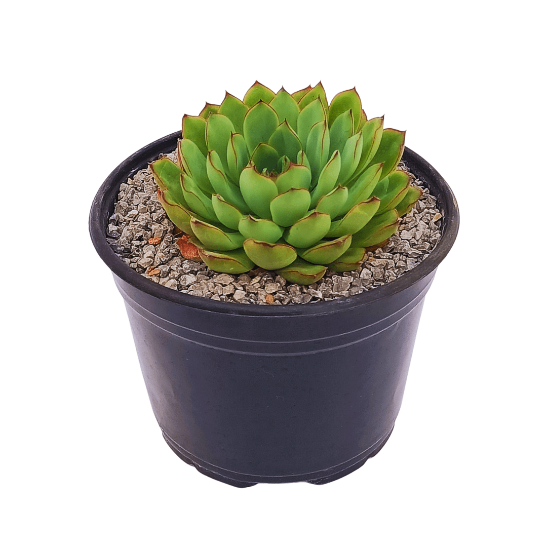 Echeveria Pulidonis - Vivo Interior