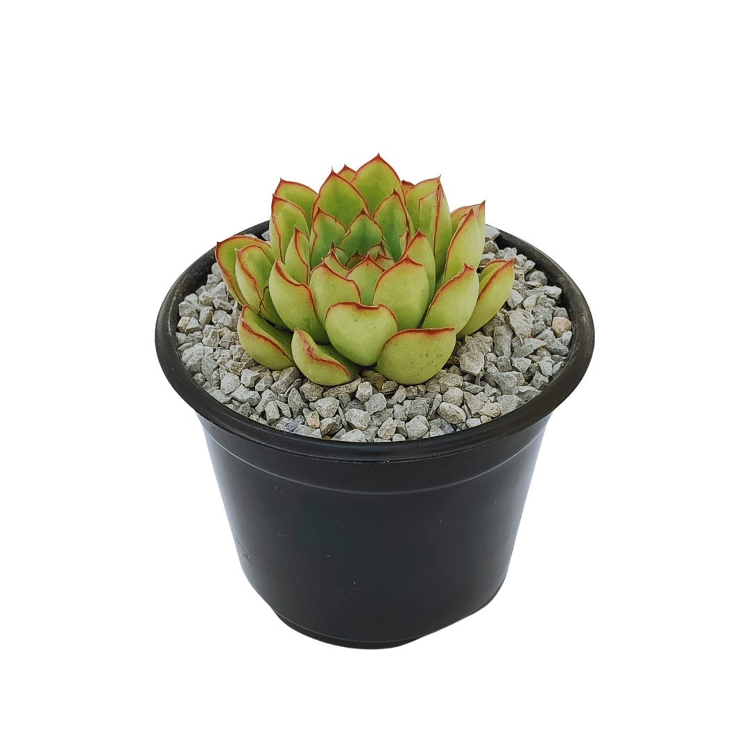 Echeveria Pulidonis - Vivo Interior