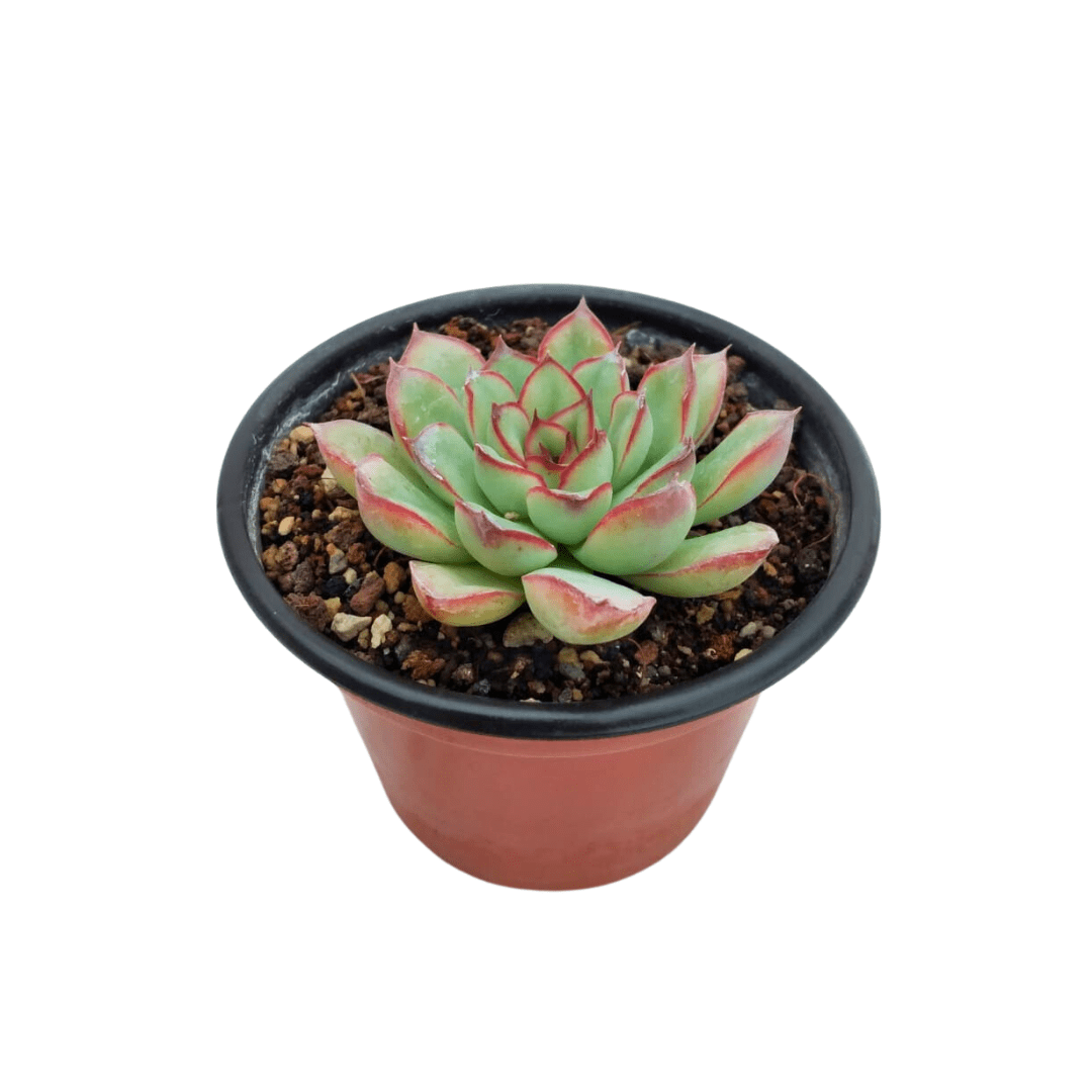 Echeveria Pulidonis - Vivo Interior