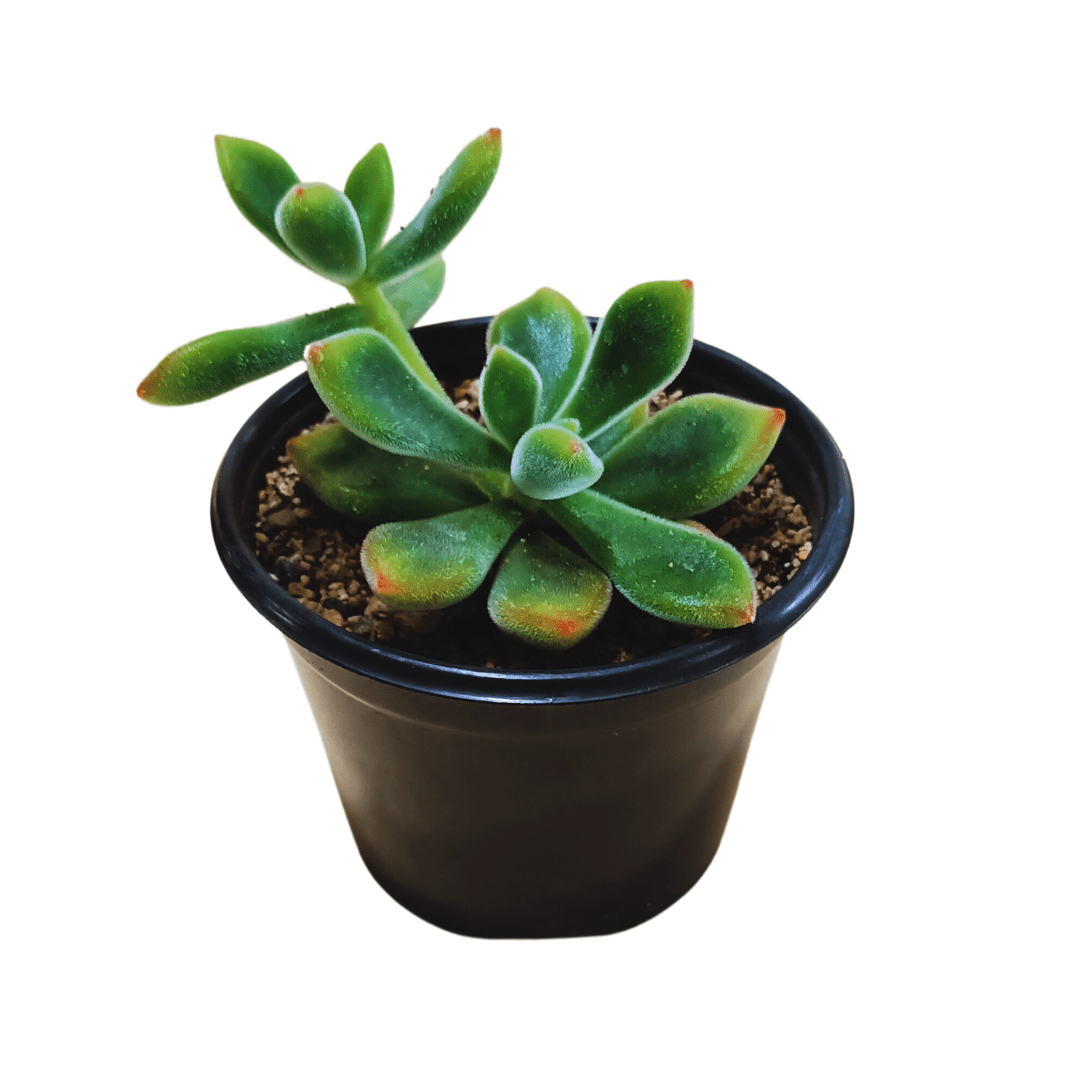 Echeveria Pulvinata - Vivo Interior