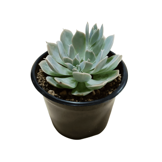 Echeveria Runyonii Pink Edge - Vivo Interior