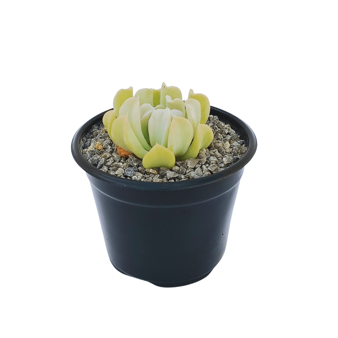 Echeveria Runyonii Topsy Turvy - Vivo Interior