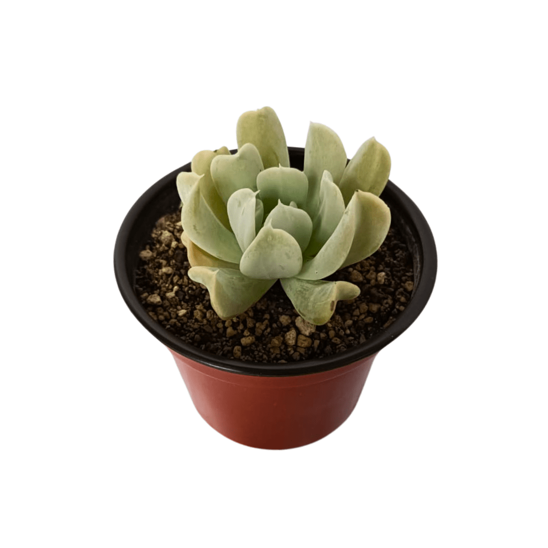 Echeveria Runyonii Topsy Turvy - Vivo Interior