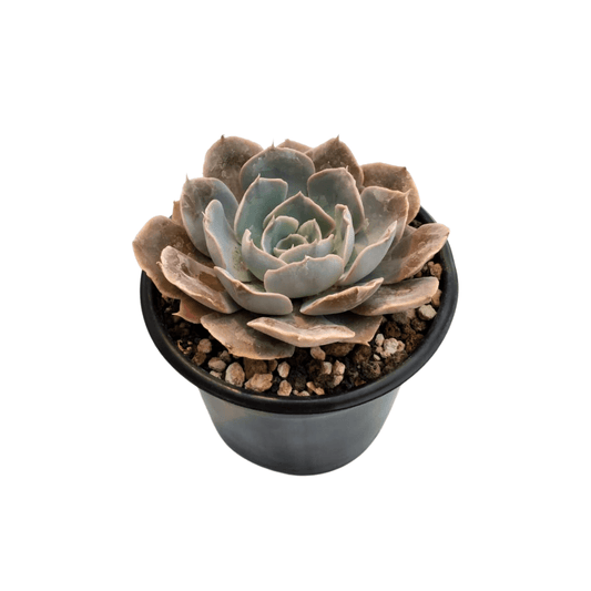 Echeveria Shaviana - Vivo Interior