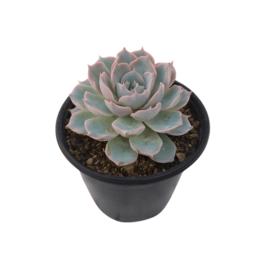Echeveria Subsessilis Blue - Vivo Interior