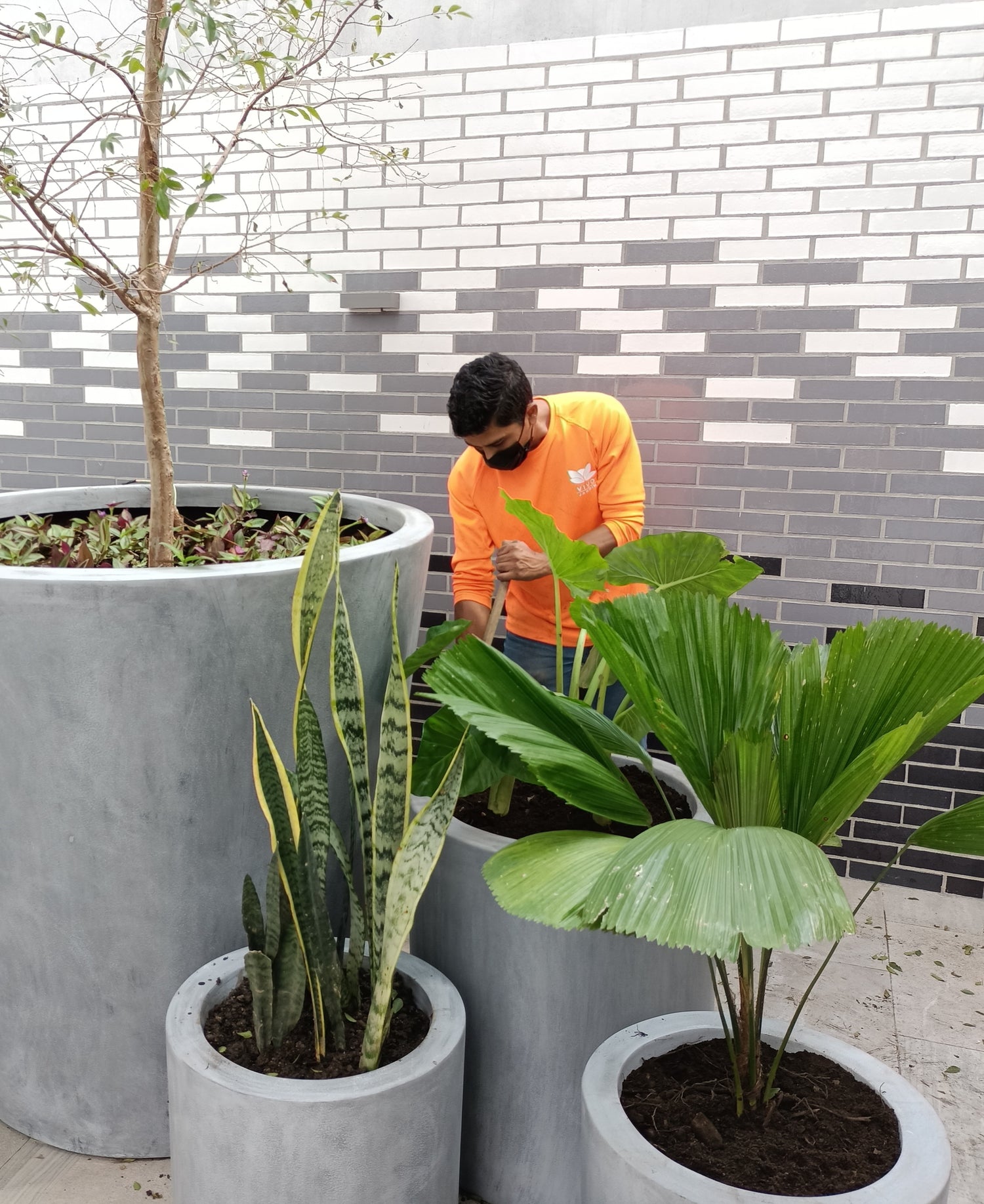 empleo con plantas