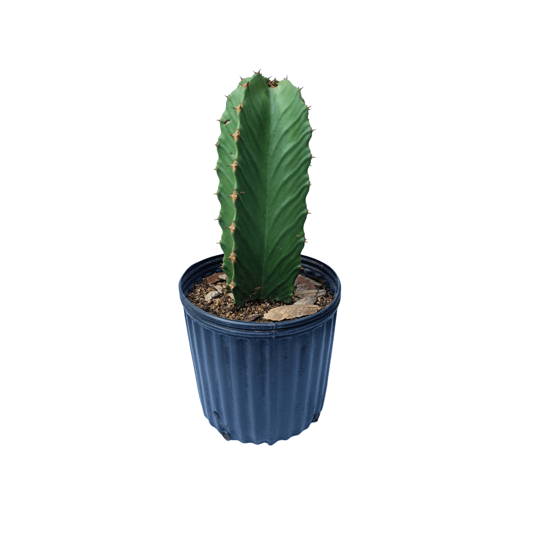Euphorbia Ingens - Vivo Interior
