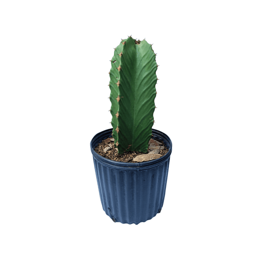 Euphorbia Ingens - Vivo Interior