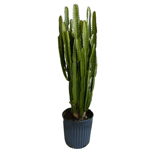 Euphorbia Trigona - Vivo Interior