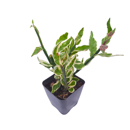 Euphorbia Tithymaloides