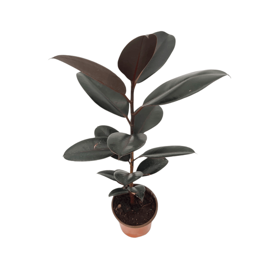 Ficus hule burgundy en maceta con hojas oscuras brillantes