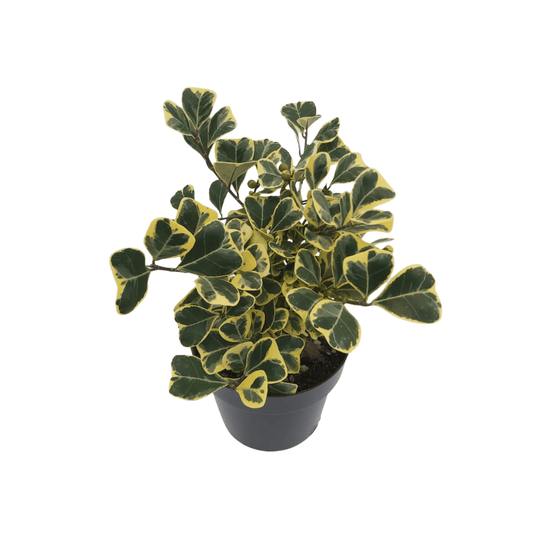 Ficus Triangularis - Vivo Interior