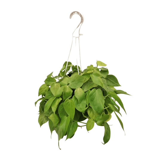 Filodendro Amarillo - Vivo Interior